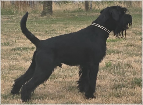 Big Black von der Thelersäule - Mittelschnauzer