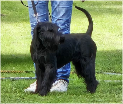 Big Black von der Thelersäule - Mittelschnauzer