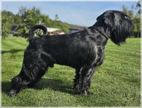 Zap Zarapp von der Thelersäule - Mittelschnauzer